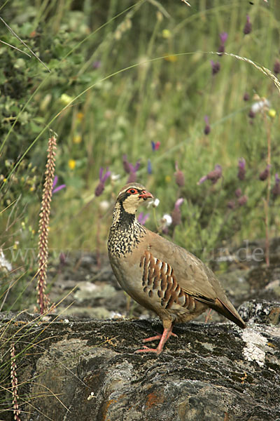 Rothuhn (Alectoris rufa)