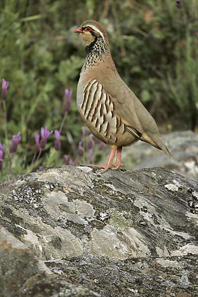 Rothuhn (Alectoris rufa)