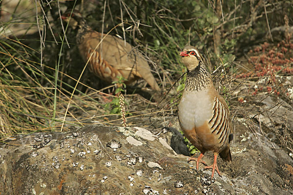 Rothuhn (Alectoris rufa)