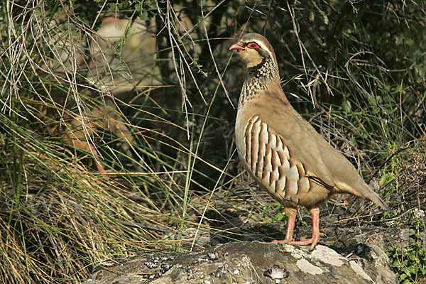 Rothuhn (Alectoris rufa)