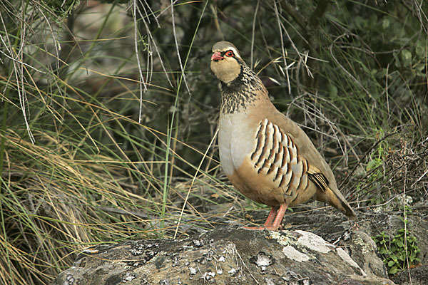 Rothuhn (Alectoris rufa)