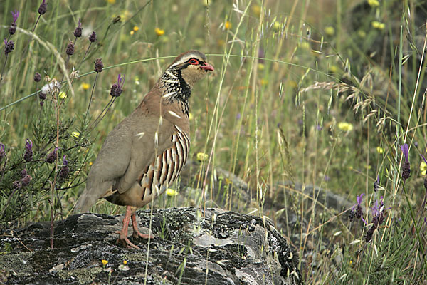 Rothuhn (Alectoris rufa)