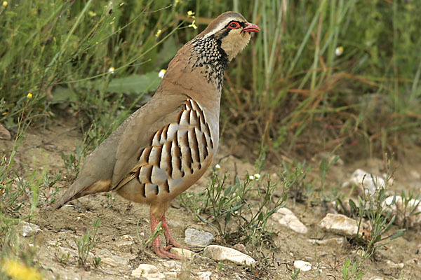 Rothuhn (Alectoris rufa)