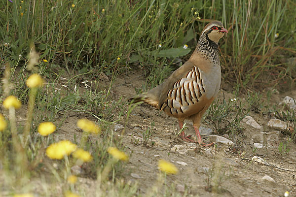 Rothuhn (Alectoris rufa)