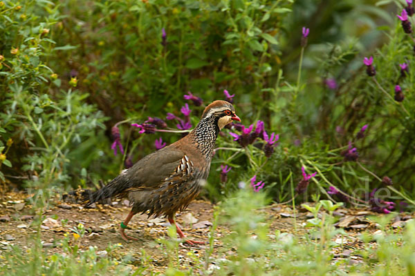 Rothuhn (Alectoris rufa)