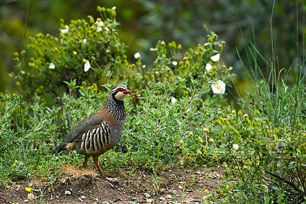 Rothuhn (Alectoris rufa)