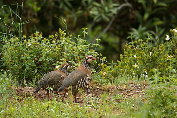 Rothuhn (Alectoris rufa)