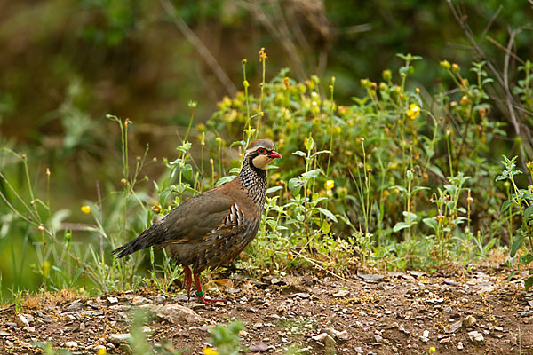 Rothuhn (Alectoris rufa)