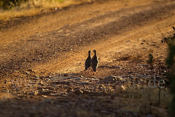 Rothuhn (Alectoris rufa)