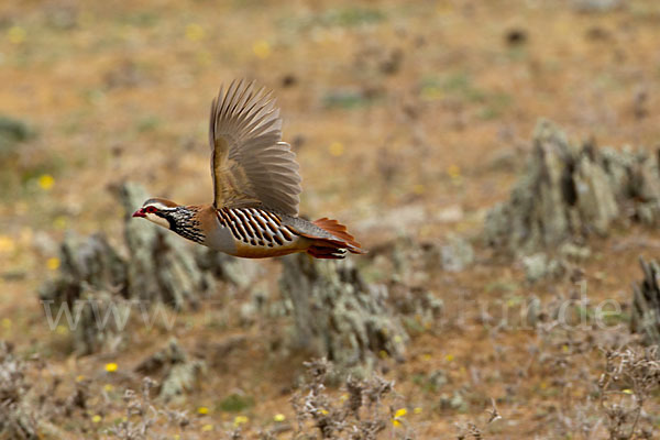 Rothuhn (Alectoris rufa)