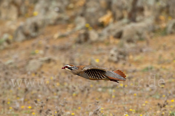 Rothuhn (Alectoris rufa)