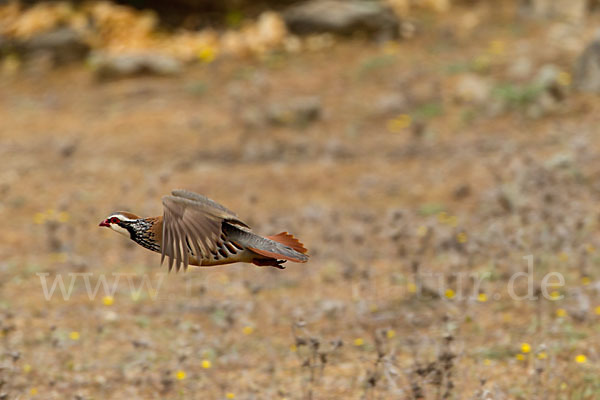 Rothuhn (Alectoris rufa)