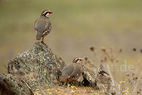 Rothuhn (Alectoris rufa)