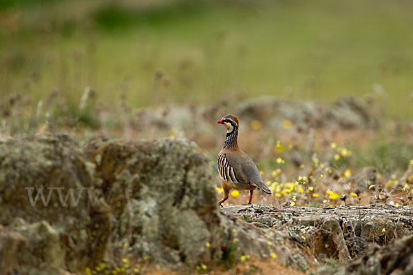 Rothuhn (Alectoris rufa)