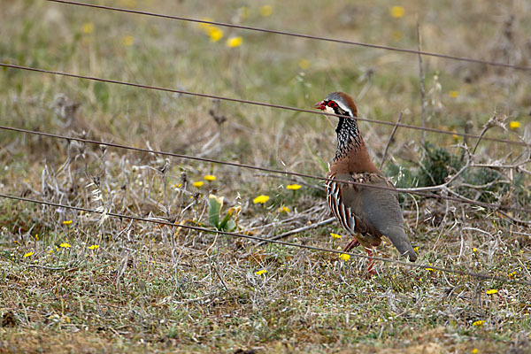 Rothuhn (Alectoris rufa)