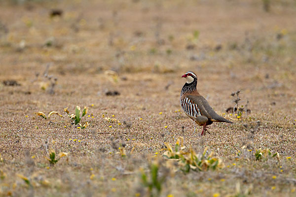 Rothuhn (Alectoris rufa)