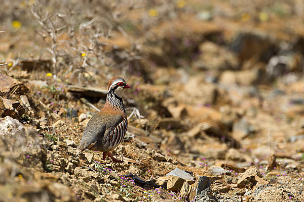 Rothuhn (Alectoris rufa)