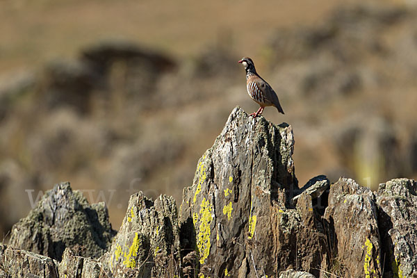 Rothuhn (Alectoris rufa)