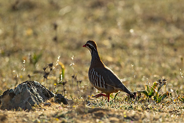 Rothuhn (Alectoris rufa)