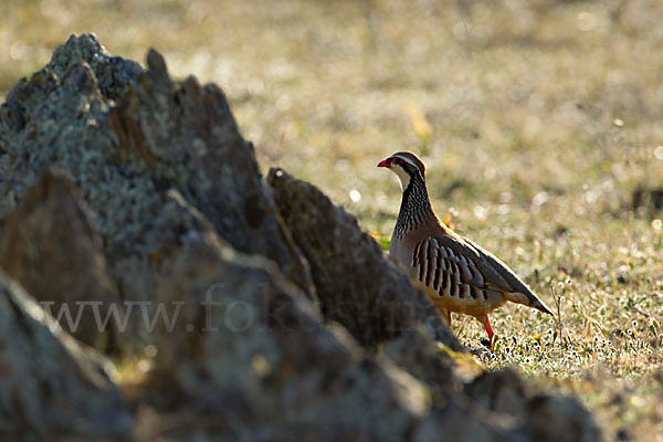 Rothuhn (Alectoris rufa)