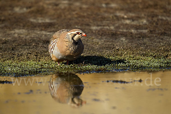 Rothuhn (Alectoris rufa)