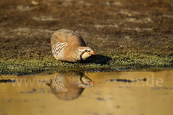 Rothuhn (Alectoris rufa)