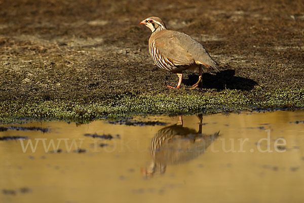 Rothuhn (Alectoris rufa)