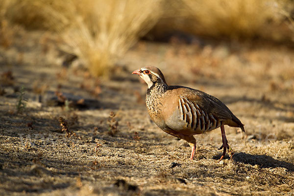 Rothuhn (Alectoris rufa)