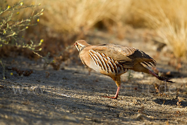 Rothuhn (Alectoris rufa)