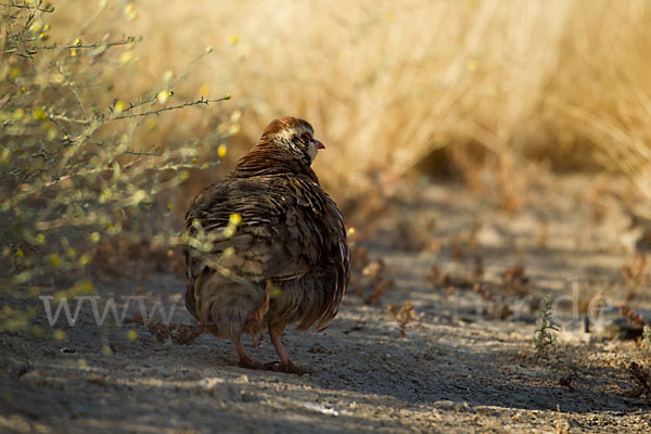 Rothuhn (Alectoris rufa)