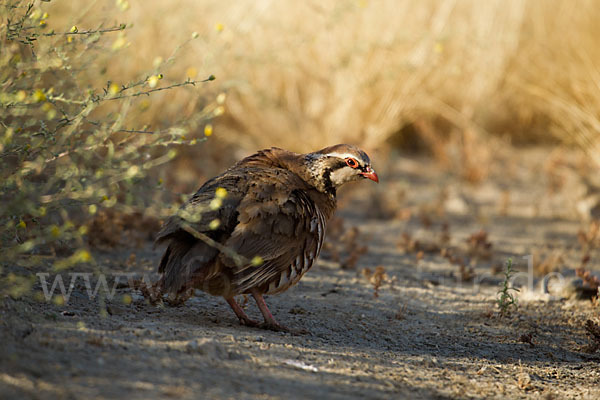 Rothuhn (Alectoris rufa)