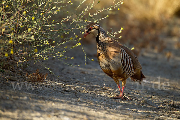 Rothuhn (Alectoris rufa)