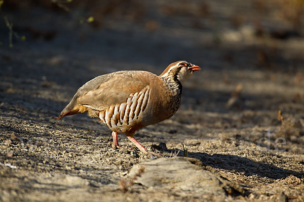 Rothuhn (Alectoris rufa)