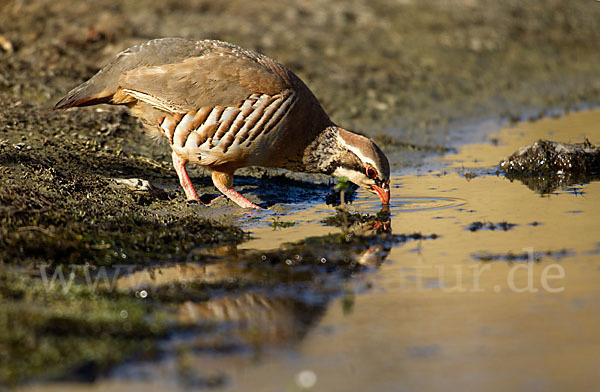 Rothuhn (Alectoris rufa)