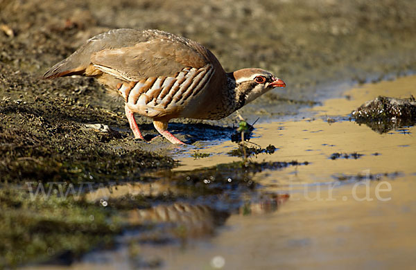 Rothuhn (Alectoris rufa)