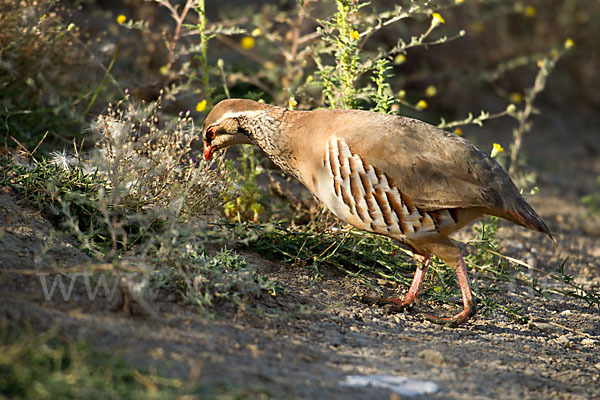 Rothuhn (Alectoris rufa)