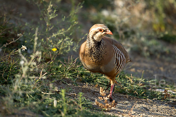 Rothuhn (Alectoris rufa)