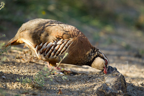 Rothuhn (Alectoris rufa)