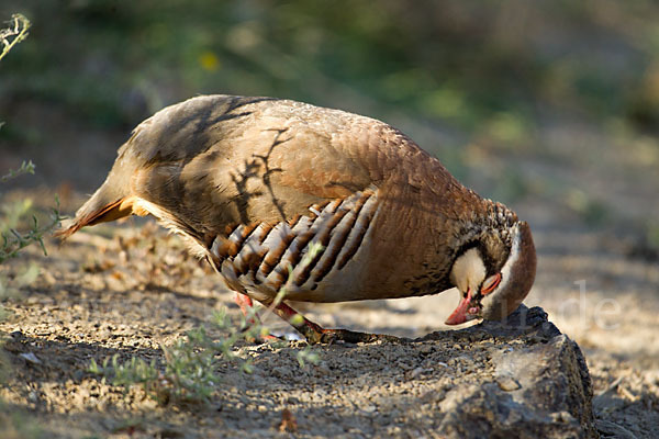 Rothuhn (Alectoris rufa)