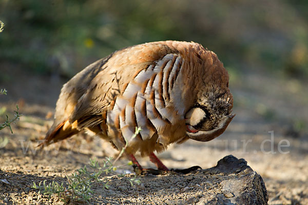 Rothuhn (Alectoris rufa)