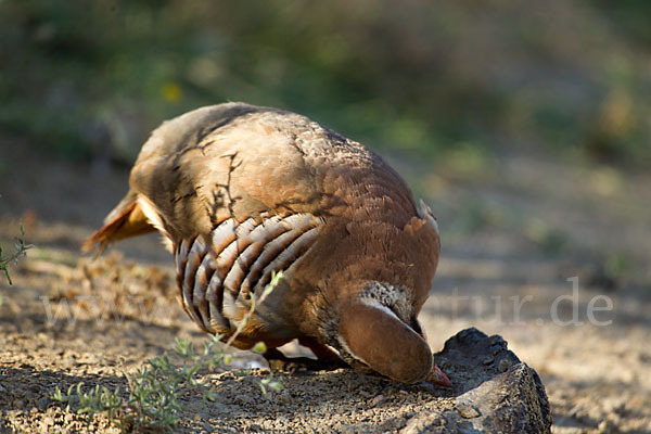 Rothuhn (Alectoris rufa)