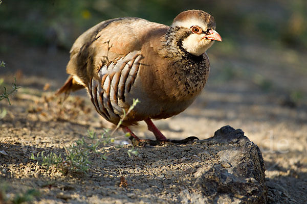 Rothuhn (Alectoris rufa)