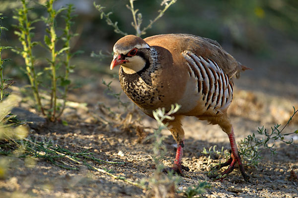 Rothuhn (Alectoris rufa)