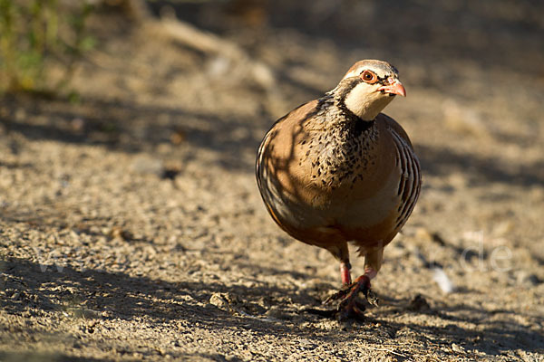 Rothuhn (Alectoris rufa)