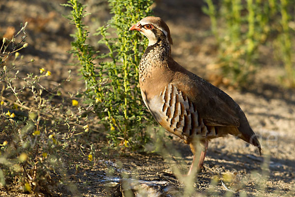 Rothuhn (Alectoris rufa)