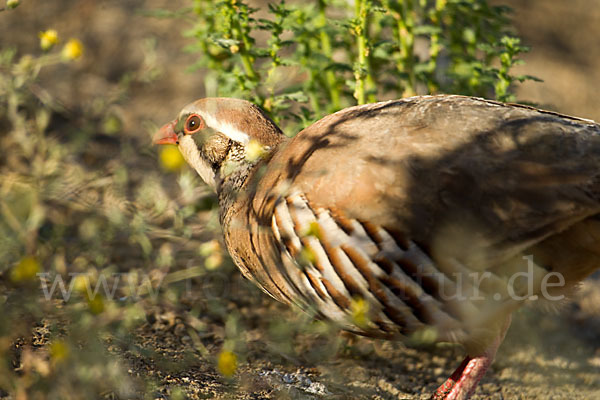 Rothuhn (Alectoris rufa)