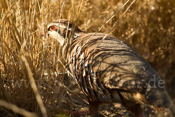 Rothuhn (Alectoris rufa)