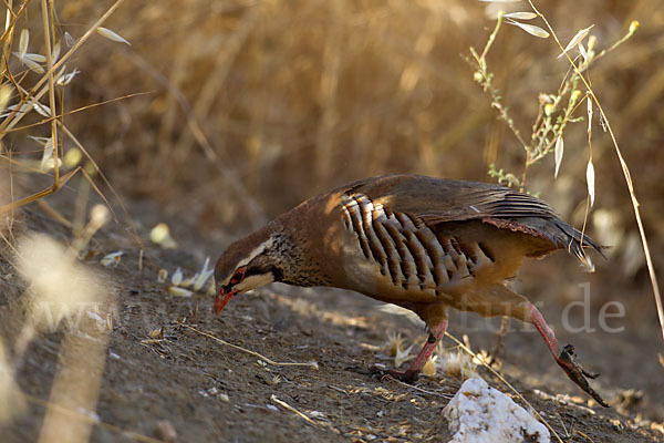 Rothuhn (Alectoris rufa)