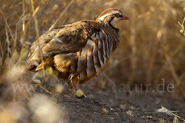 Rothuhn (Alectoris rufa)