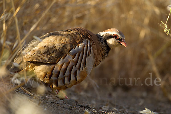 Rothuhn (Alectoris rufa)